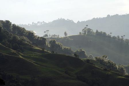 The coffee region