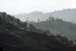 Cocora valley - The coffee region, Colombia