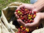 Image: Coffee - The coffee region