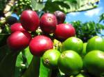 Image: Hacienda Venecia - The coffee region, Colombia