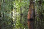 Image: Calanoa - Amazon and Orinoquia, Colombia