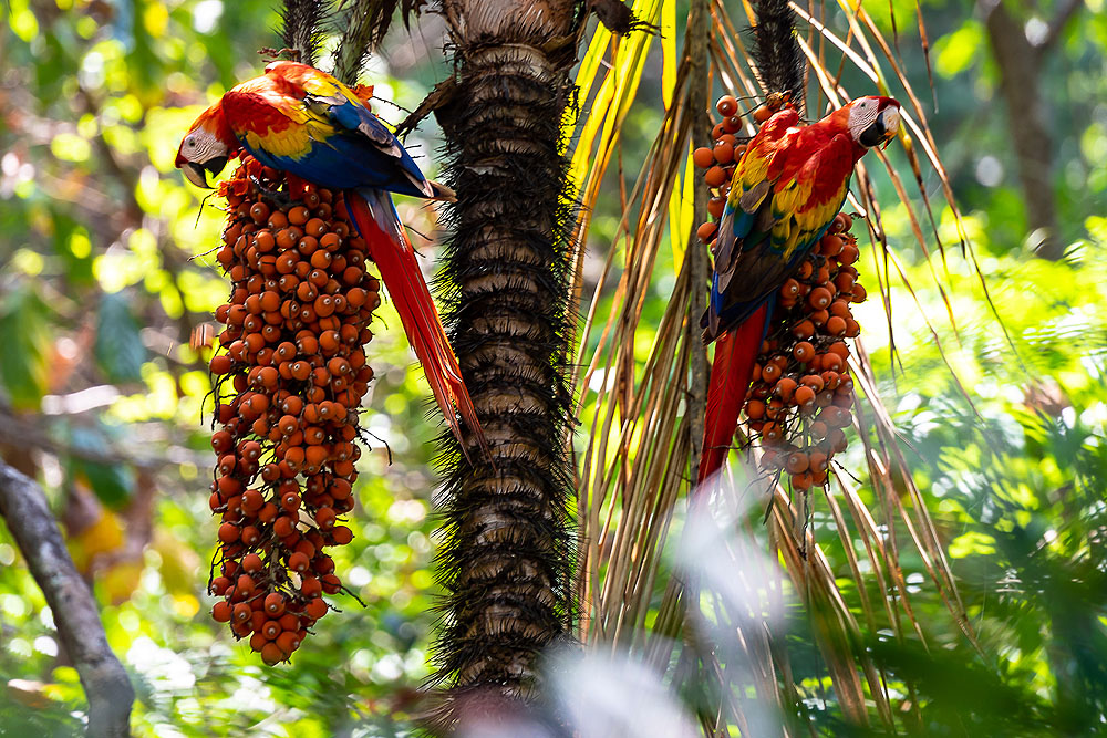 CR0419OO05_one-ocean-costa-rica-boris-burton-scarlet-macaws.jpg [© Last Frontiers Ltd]