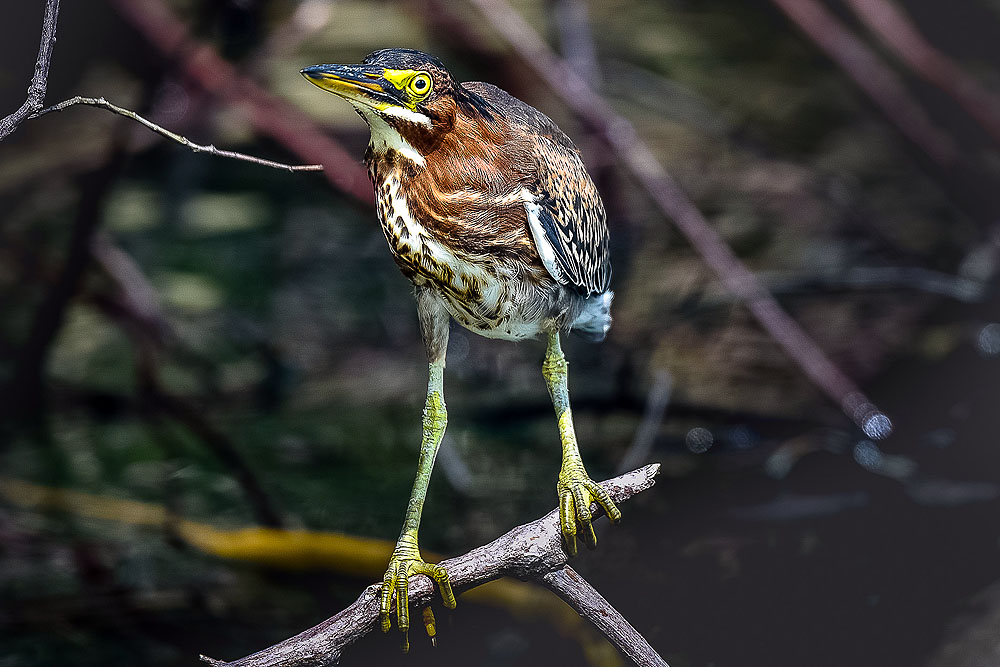 CR0419OO07_one-ocean-costa-rica-boris-burton-heron-2.jpg [© Last Frontiers Ltd]