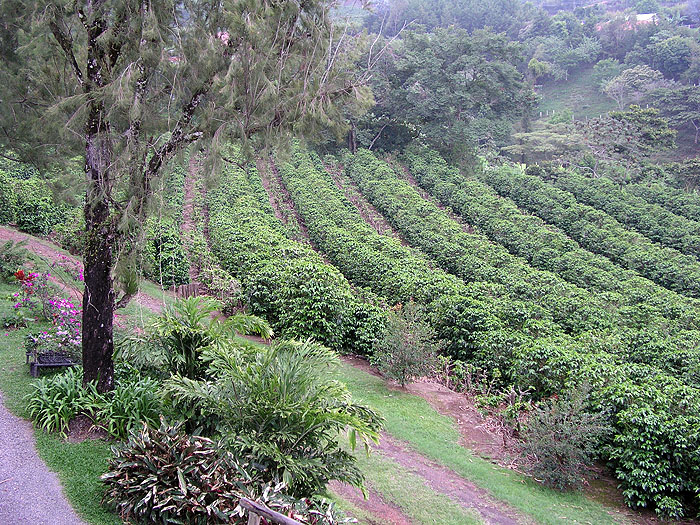 CR0506RB181_coffee_plantation.jpg [© Last Frontiers Ltd]