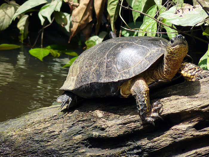 CR0508SM035_tortuguero-black-river-turtle.jpg [© Last Frontiers Ltd]