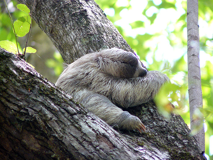 CR0508SM209_sloth-manuel-antonio-national-park.jpg [© Last Frontiers Ltd]