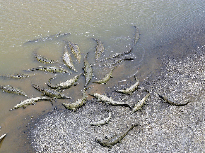 CR0508SM286_crocodiles.jpg [© Last Frontiers Ltd]