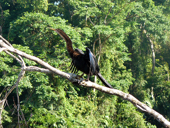 CR0512CB125_tortuguero-tiger-heron.jpg [© Last Frontiers Ltd]