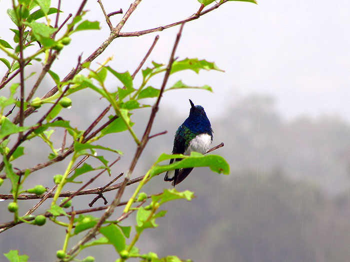 CR0513OF109_angostura-local-restaurant-white-necked-jacobin.jpg [© Last Frontiers Ltd]