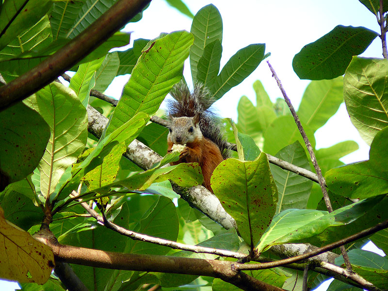 CR0516NL060_macaw-lodge-squirrel.jpg [© Last Frontiers Ltd]