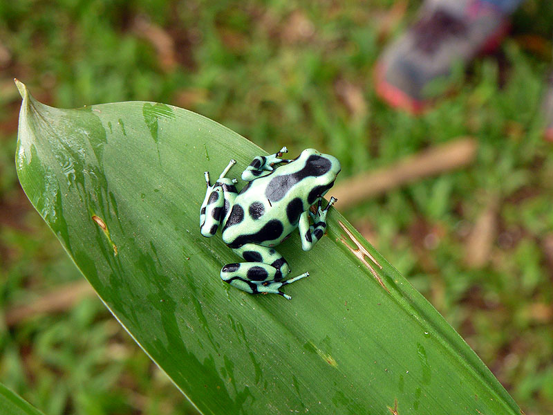 CR0516NL358_frogs-heaven-poison-dart-frog.jpg [© Last Frontiers Ltd]
