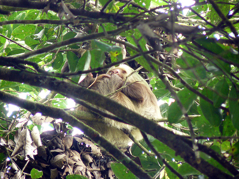 CR0516NL362_frogs-heaven-sloth.jpg [© Last Frontiers Ltd]