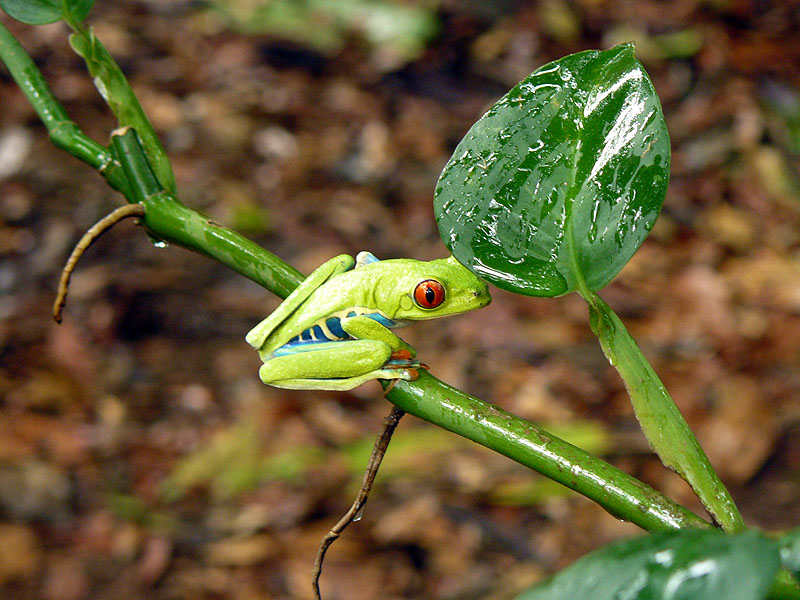 CR0516NL372_frogs-heaven-red-eyed-tree-frog.jpg [© Last Frontiers Ltd]