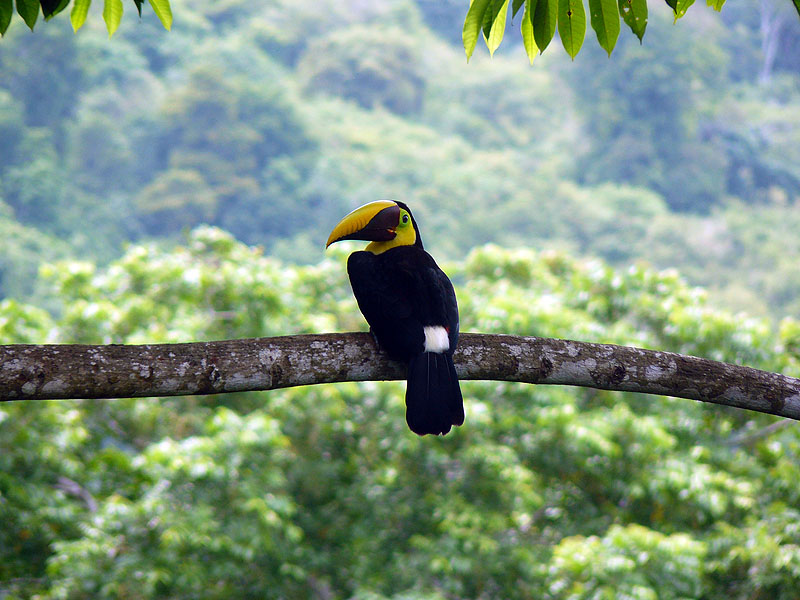 CR0516NL668_lapa-rios-toucan.jpg [© Last Frontiers Ltd]
