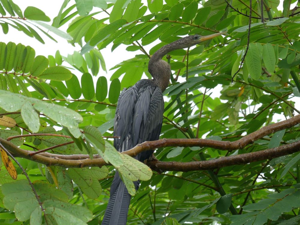 CR2609MC043_cano-negro-tocu-tent-camp-wetlands-cruise-anhinga.jpg [&copy; Last Frontiers Ltd]