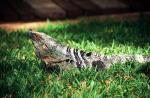 Image: Iguana - The Nicoya Peninsula