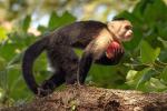 Image: Capuchin monkey - Manuel Antonio and Uvita