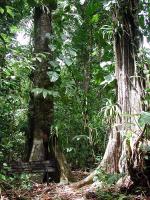 Image: Cao Island - The Osa Peninsula, Costa Rica