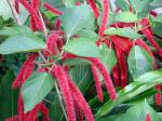 Image: Tropical flower - The Nicoya Peninsula