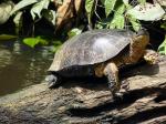 Tortuguero - Tortuguero, Costa Rica