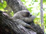 A three-toed sloth in Manuel Antonio National Park, Costa Rica