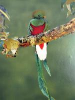 Image: Bosque de Paz - The Central highlands, Costa Rica