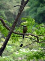 Image: Motmot - The Nicoya Peninsula