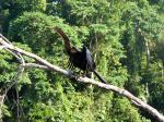 Image: Tortuguero - Tortuguero