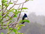 Humming bird - The Central highlands, Costa Rica