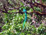 Resplendent quetzal