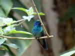 Green violetear hummingbird in Monteverde