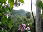 Image: Macaw Lodge - Manuel Antonio and Uvita, Costa Rica