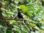 Image: Rancho Naturalista - The Central highlands, Costa Rica