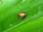 Image: Blue jeans frog - The Central highlands