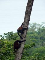 Image: Lapa Rios - The Osa Peninsula