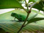 Green Iguana on the Osa peninsula