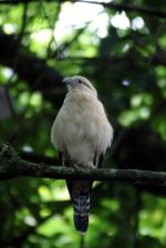 Image: Yellow-headed caracara - The Osa Peninsula