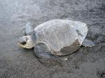 An Olive Ridley Turtle on Ostional beach
