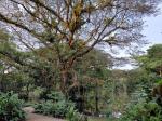 Image: Tocu Tent Camp - Arenal and the North-east, Costa Rica