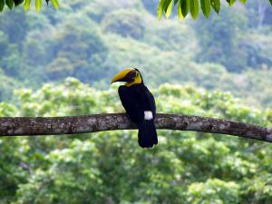 The Osa Peninsula image