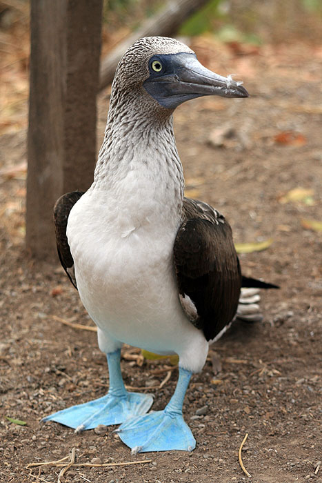 EC0608ED620_isla-de-la-plata-blue-footed-booby.jpg [© Last Frontiers Ltd]