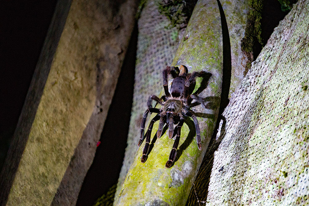 EC1018HG520_sacha-lodge-night-walk-tarantula.jpg [© Last Frontiers Ltd]