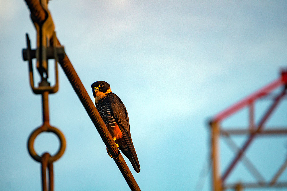 EC1018HG542_sacha-lodge-bat-falcon.jpg [© Last Frontiers Ltd]