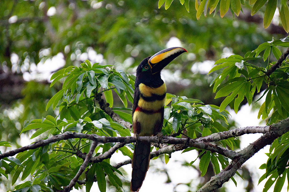 EC1018HG547_sacha-lodge-many-banded-aracari.jpg [© Last Frontiers Ltd]