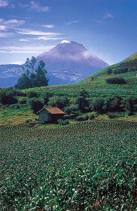 EC1096EPB39_tungurahua_maize.jpg [© Last Frontiers Ltd]