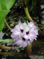 Image: La Selva - The Amazon