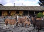 Image: San Agustn de Callo - Cotopaxi and Papallacta, Ecuador