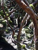 Image: Cajas National Park - Cuenca and Ingapirca