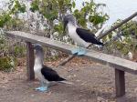 Blue-footed Boobies