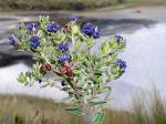 Image: Cajas National Park - Cuenca and Ingapirca